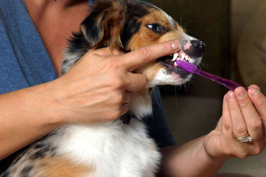 Top Tips for Pet Dental Health: Ensuring Your Pet’s Smile Stays Bright