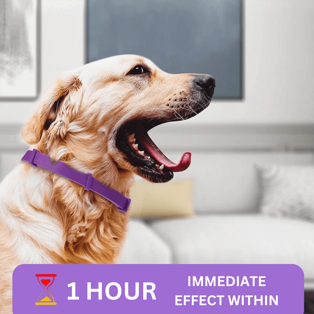 PawZen® | Safe, Non-Toxic Calming Collar for Pets!